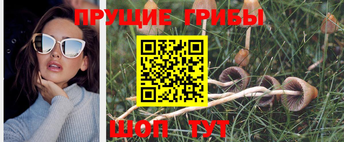 Галлюциногенные грибы Psilocybe Калининград